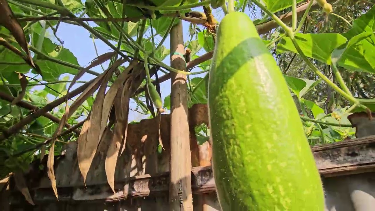 📢শীতকালীন লাউ 🛺👇👇
