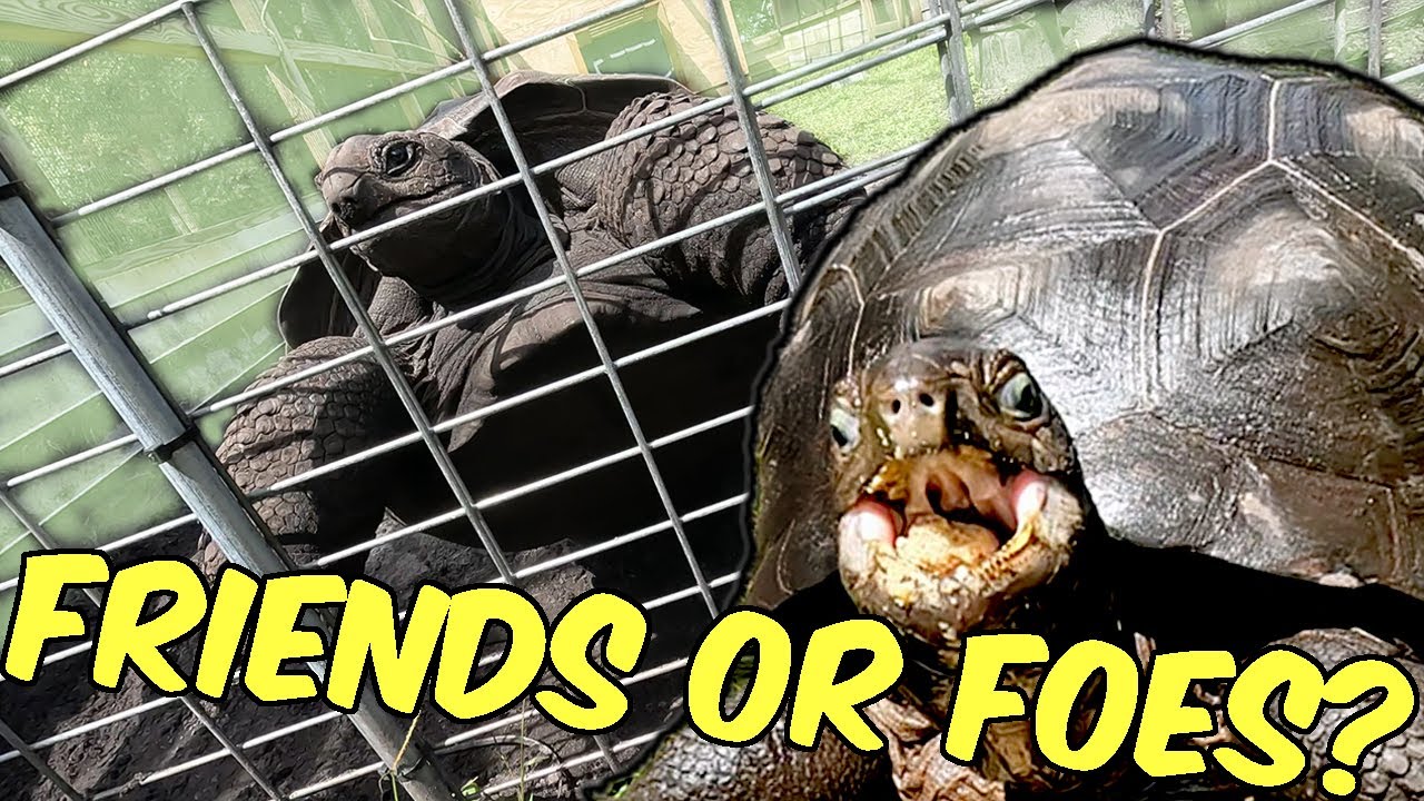 Will the Aldabra Tortoises FIGHT?! Attempting Re Introduction