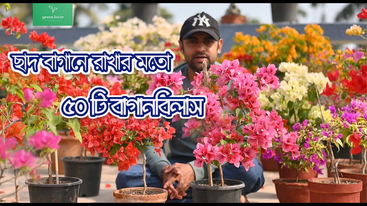 বাগানবিলাস এর সেরা ৫০ টি  ভ্যারাইটি// 50 high bloomer bugenville