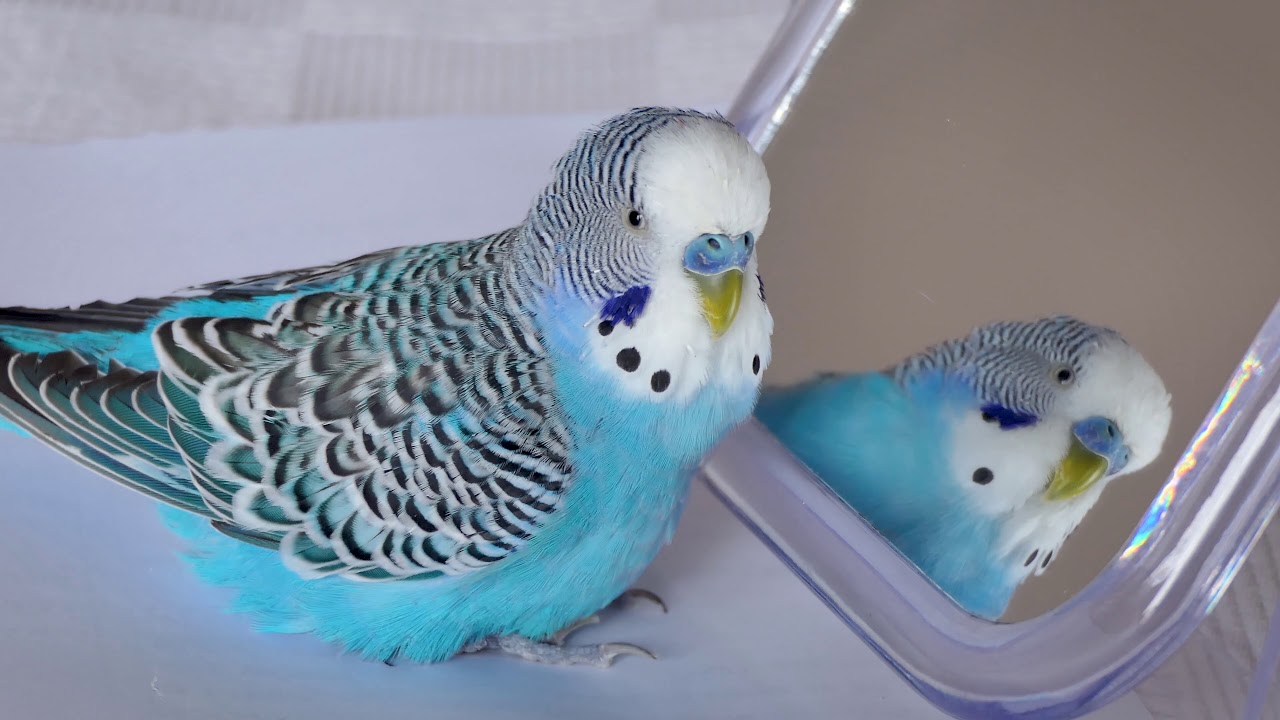 Budgie sounds for lonely Budgies at home
