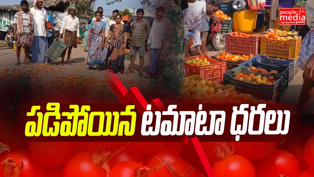 పడిపోయిన టమాటా ధరలు..| TOMATO FARMERS FACES LOSSES AND THROWS ON ROAD | People Media Point