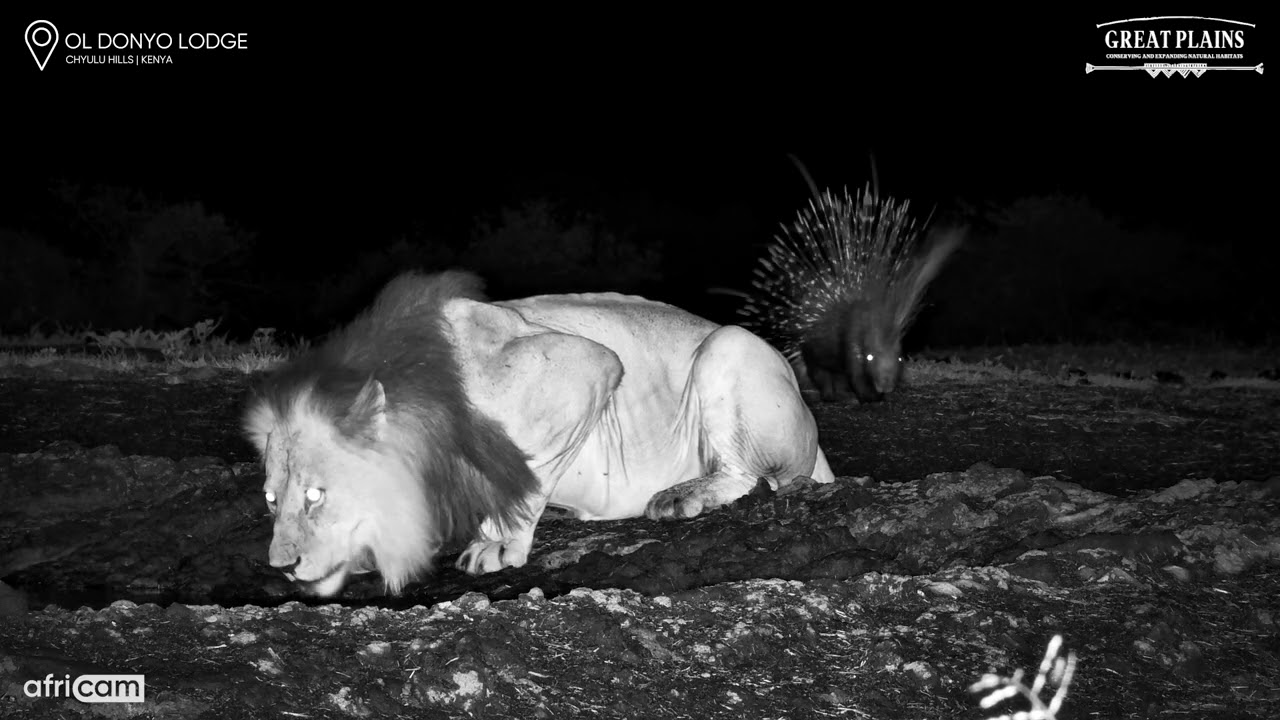 Male Lion Surprised by Porcupine at Waterhole | Great Plains Conservation