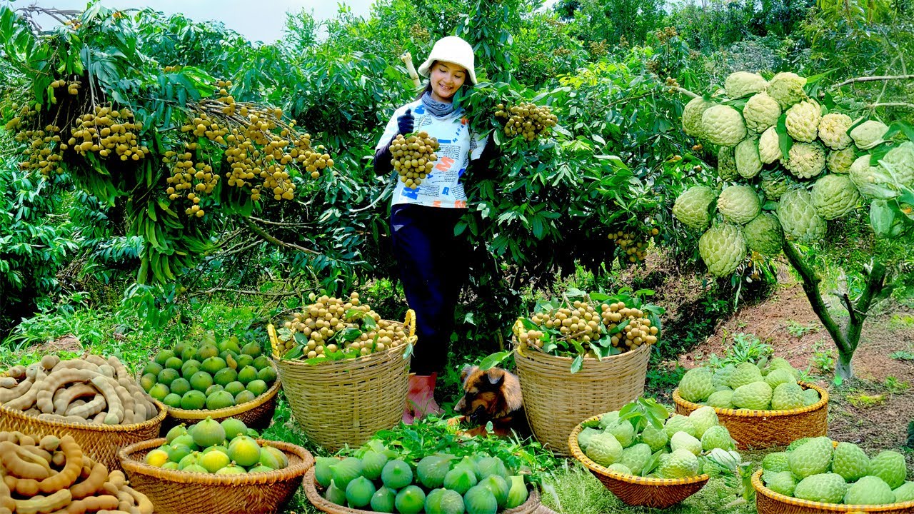 Harvest Journey:  Longan, Fig, Tamarind, Custard Apple To Sell At The Market, Cook & Garden At Home.