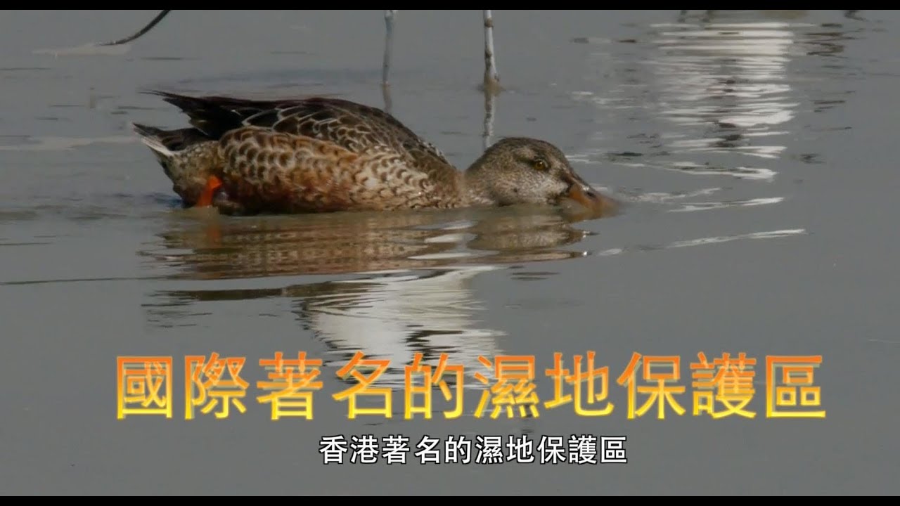 米埔，香港著名的濕地巨星 - 廣東話