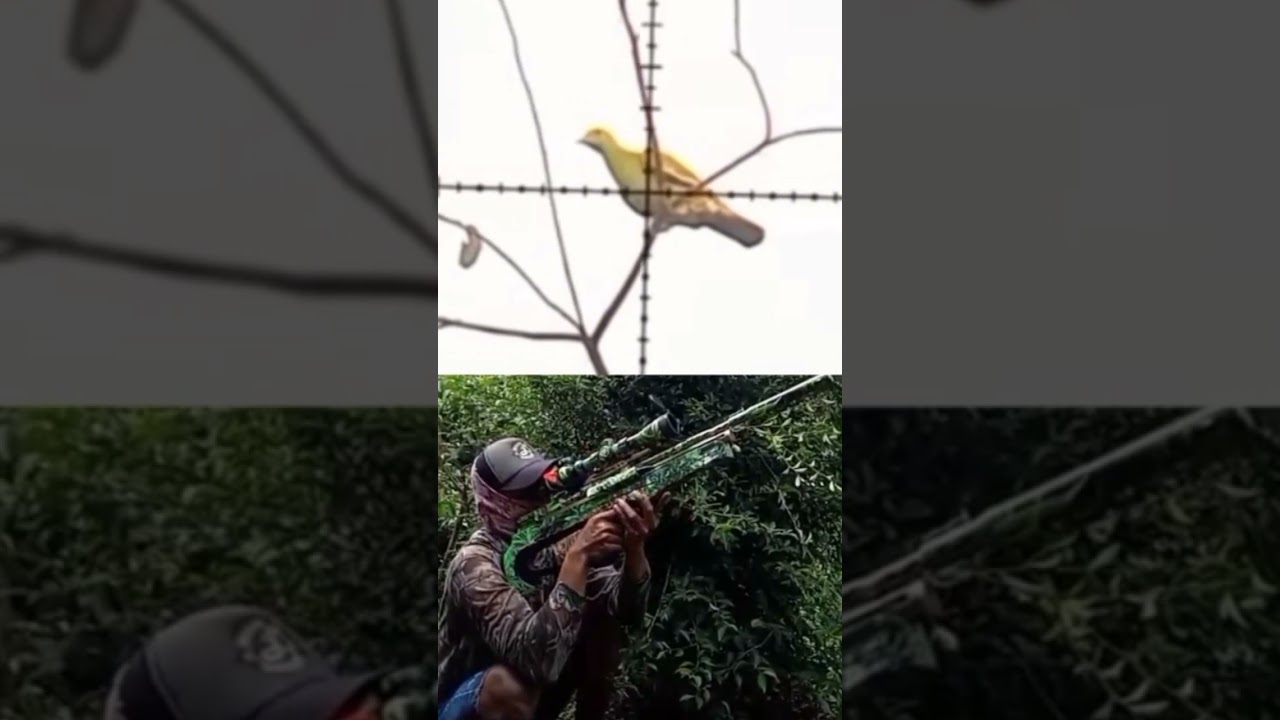 Sniper uklik shot burung punai. 🦜 