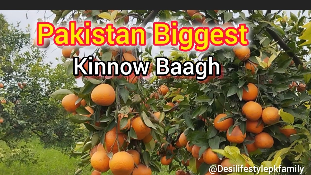 Pakistan’s Biggest Kinnow Orchard | Top Kinnow Bagh in Pakistan | Citrus Farming 2026 | Citrus Farm