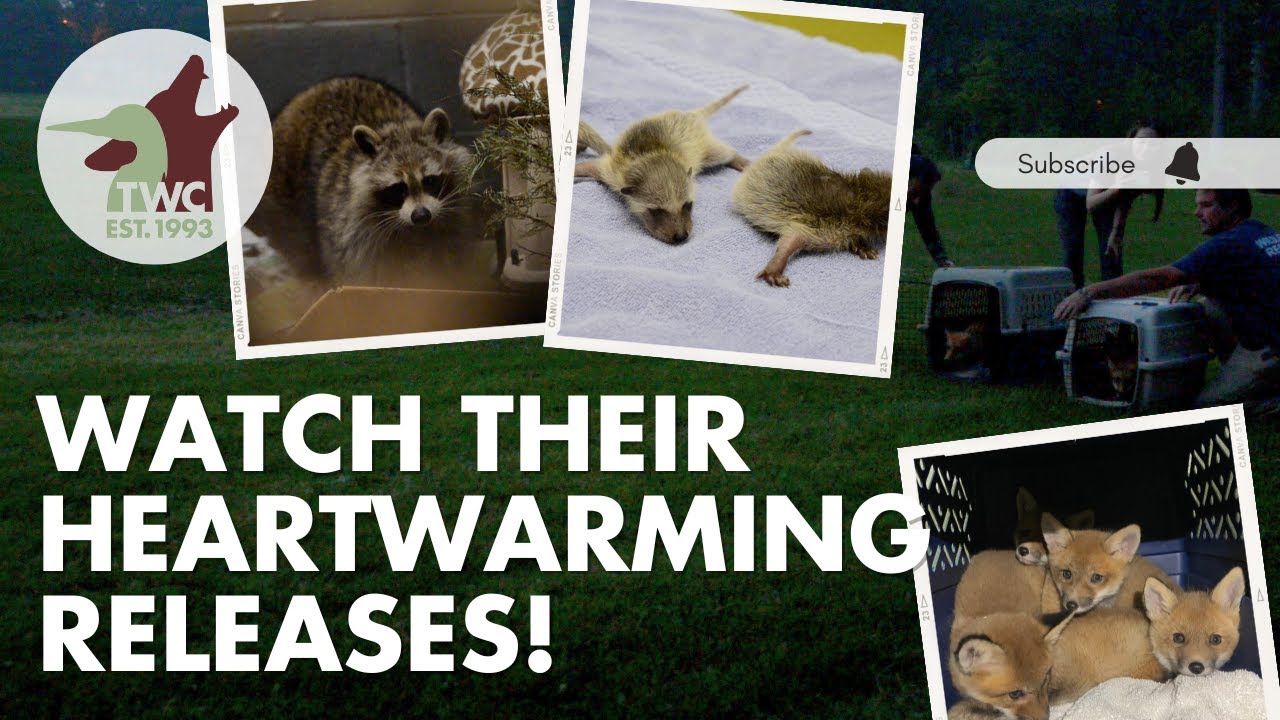Happy endings for these wildlife families