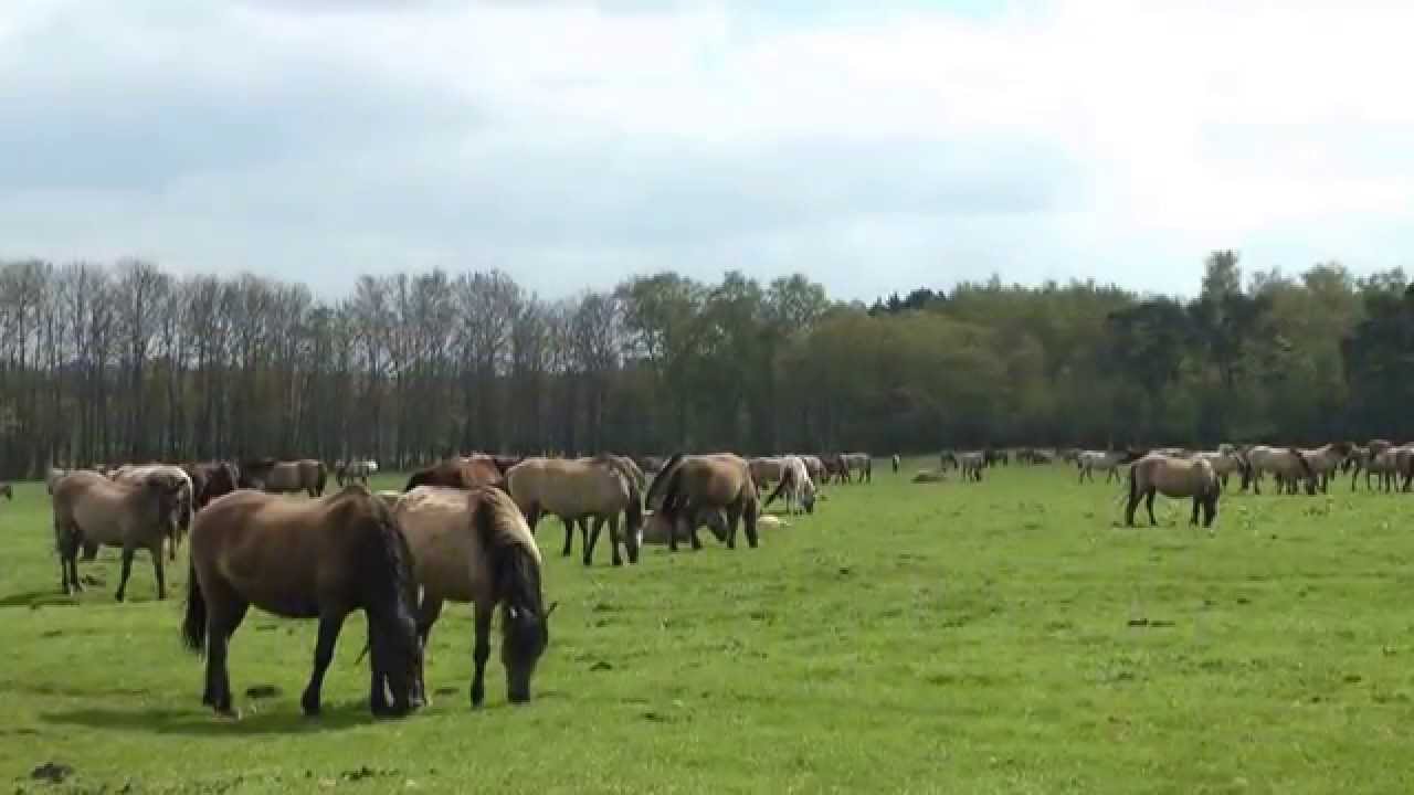 Dülmener Wildpferde-einzigartig in Europa!