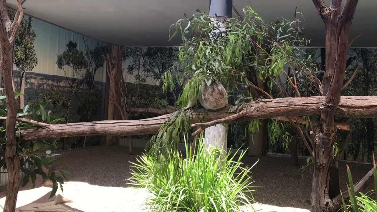 憨憨的Koala小心翼翼走在独木桥上，突然，一阵熟悉的香味飘来——是最爱的桉树叶！它瞬间忘了目的地，抱着树枝大快朵颐。吃饱后却迟迟不肯离开，回头张望，眼神写满不舍：桥可以再过，叶子不能错过。