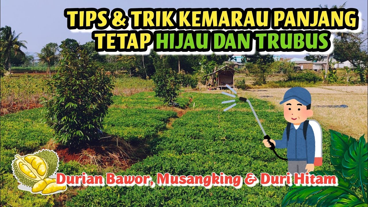Perawatan Rutin Durian Premium Bawor, Musangking dan Oche