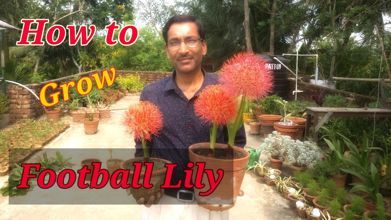 How to grow Football Lily or Scadoxus multiflorus at your home.