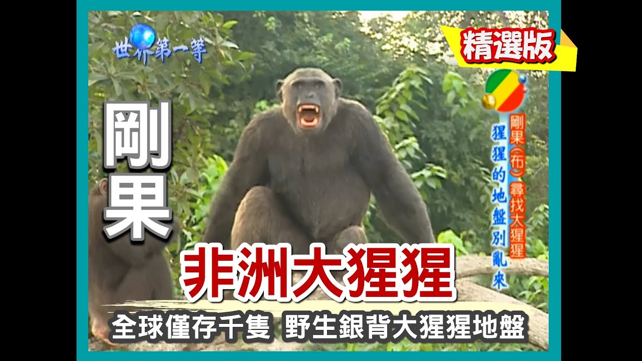 【剛果】深入叢林野生大猩猩地盤 尋找「金剛」銀背大猩猩｜《世界第一等》329集精華版