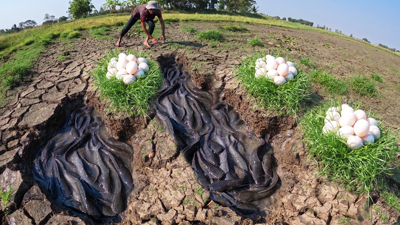 WOW WOW - A man catch fish and pick a lot of eggs at rice field in pool near road by best hand