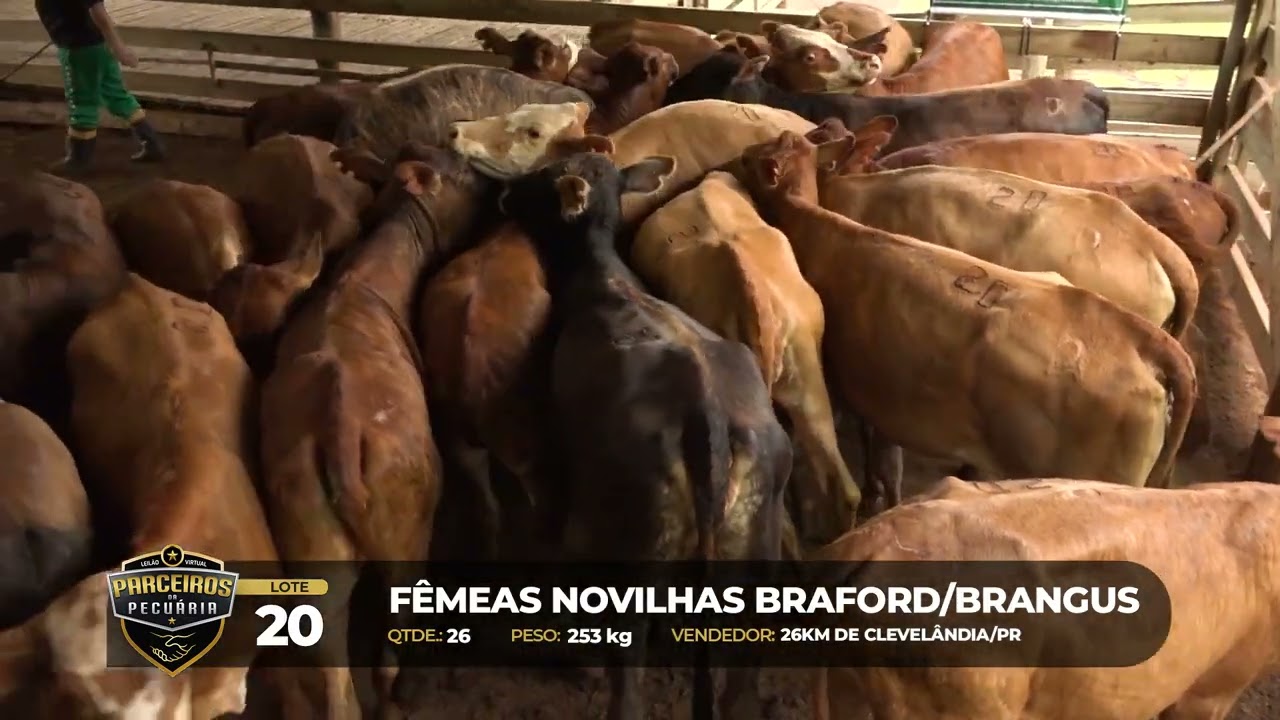 LOTE 20 - 37° Leilão Virtual Parceiros da Pecuária, DOIS VIZINHOS/PR - 26/02/2026 19:00h
