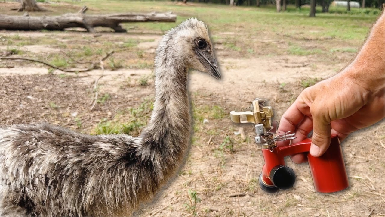 These Animals Need Relief!