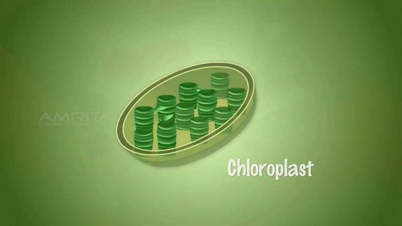 Importance of Light in Photosynthesis - MeitY OLabs