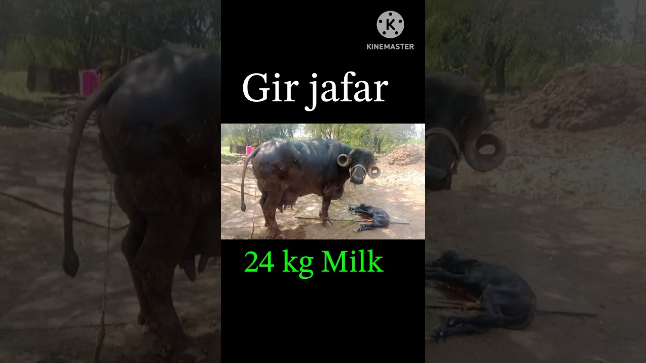 Gir jafar 24 Kg Milk Buffalo #jafarabadi #buffalo #ytshorts #shorts