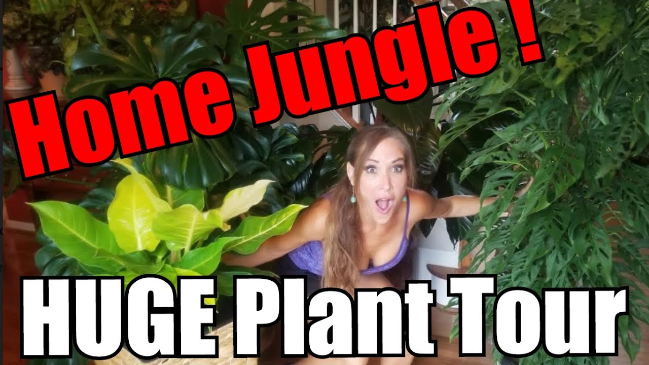 HUGE JUNGLE Home NEW Plant Tour |GIANT 8 ft. Tall Plants |100's of Plants!| GIANT PLANTS LIKE THESE!