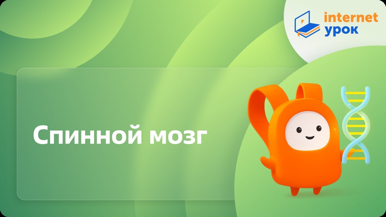 Биология 8 класс. Спинной мозг