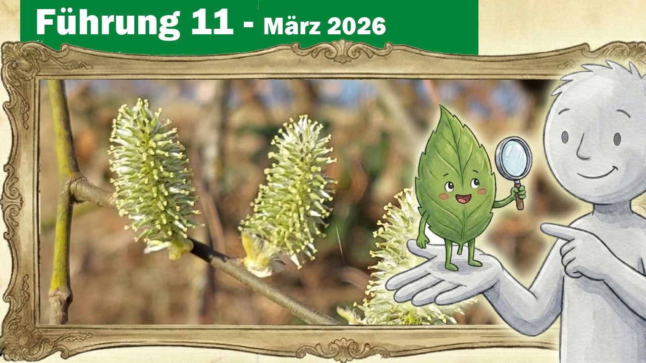 Botanik-Führung 11 - Bärlauch im Vergleich zum Aronstab, Weiden- & Pappelblüte im Vergleich