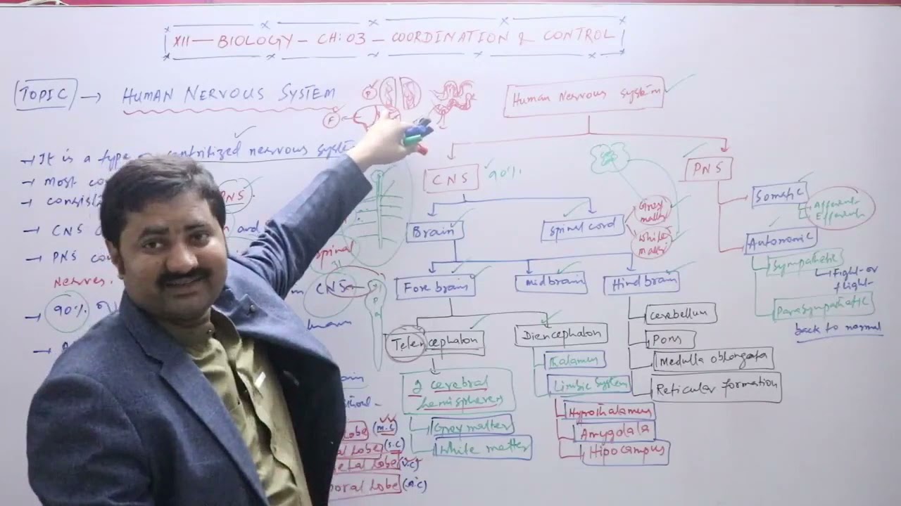 Overview of human nervous system / Human nervous system