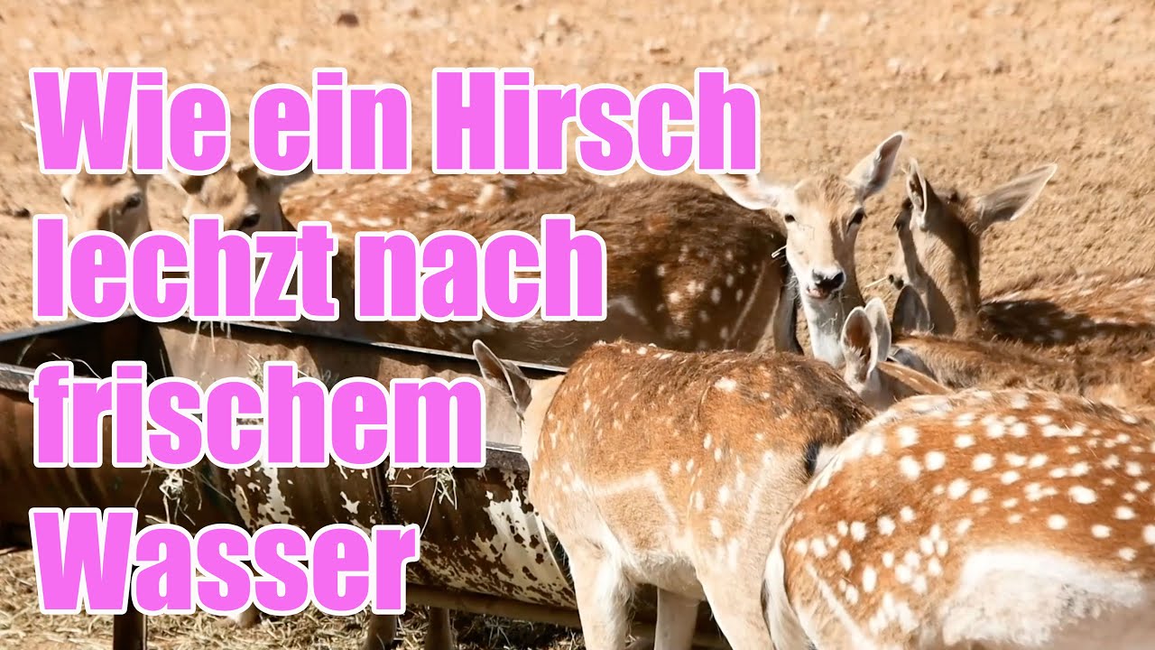 Wie ein Hirsch lechzt nach frischem Wasser