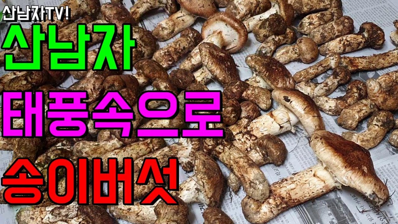 송이 버섯을 찾으러 태풍 속으로 엄청난 비 바람  산남자 산행 자연 건강 항암 약초 능이  mushrooms !