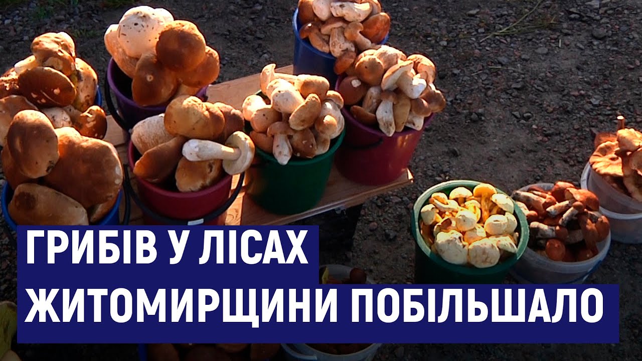 На Житомирщині провели пів сотні перевірок на вміст радіації у грибах