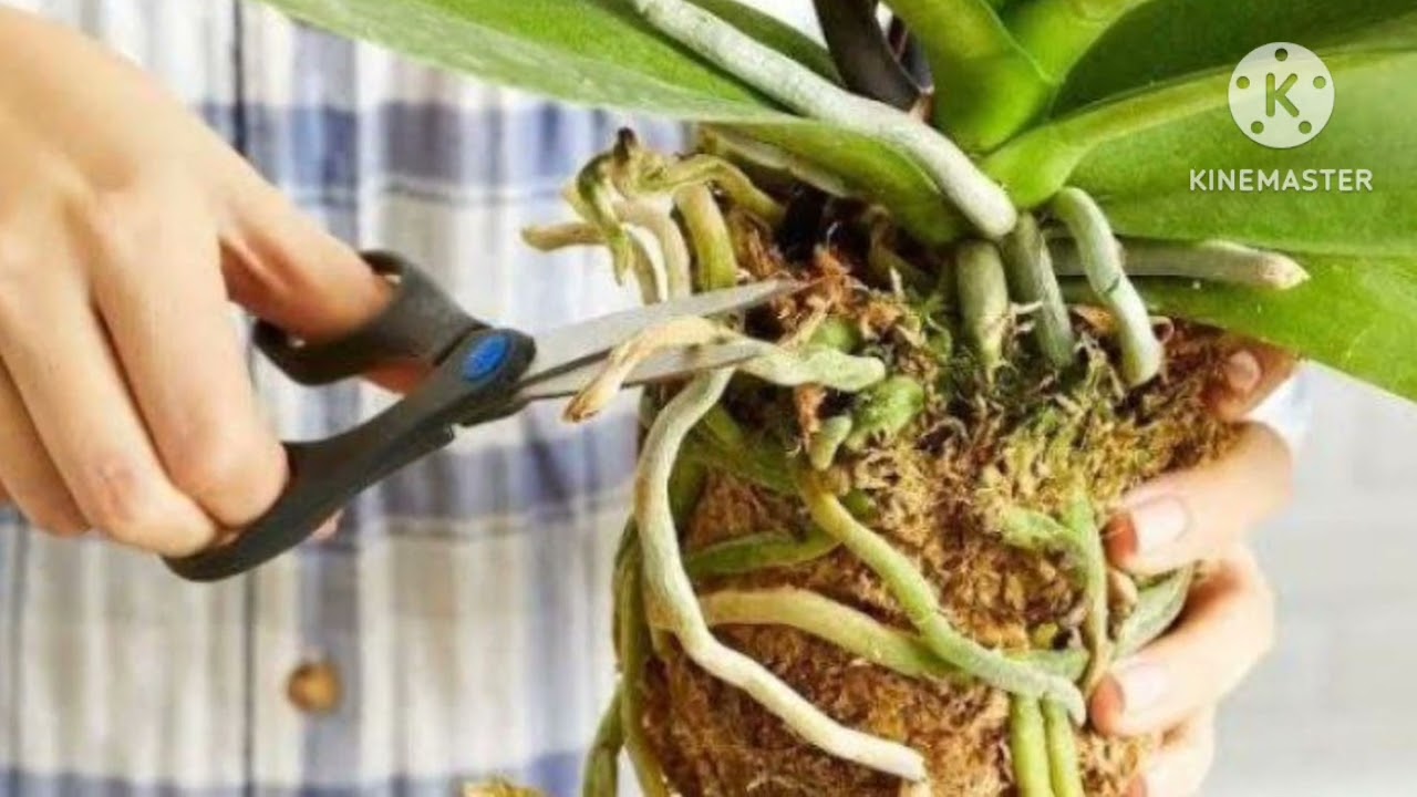 ARXIDIYA GULINI KUPAYTIRISH VA PARVARISHI XAQIDA MALUMOT.