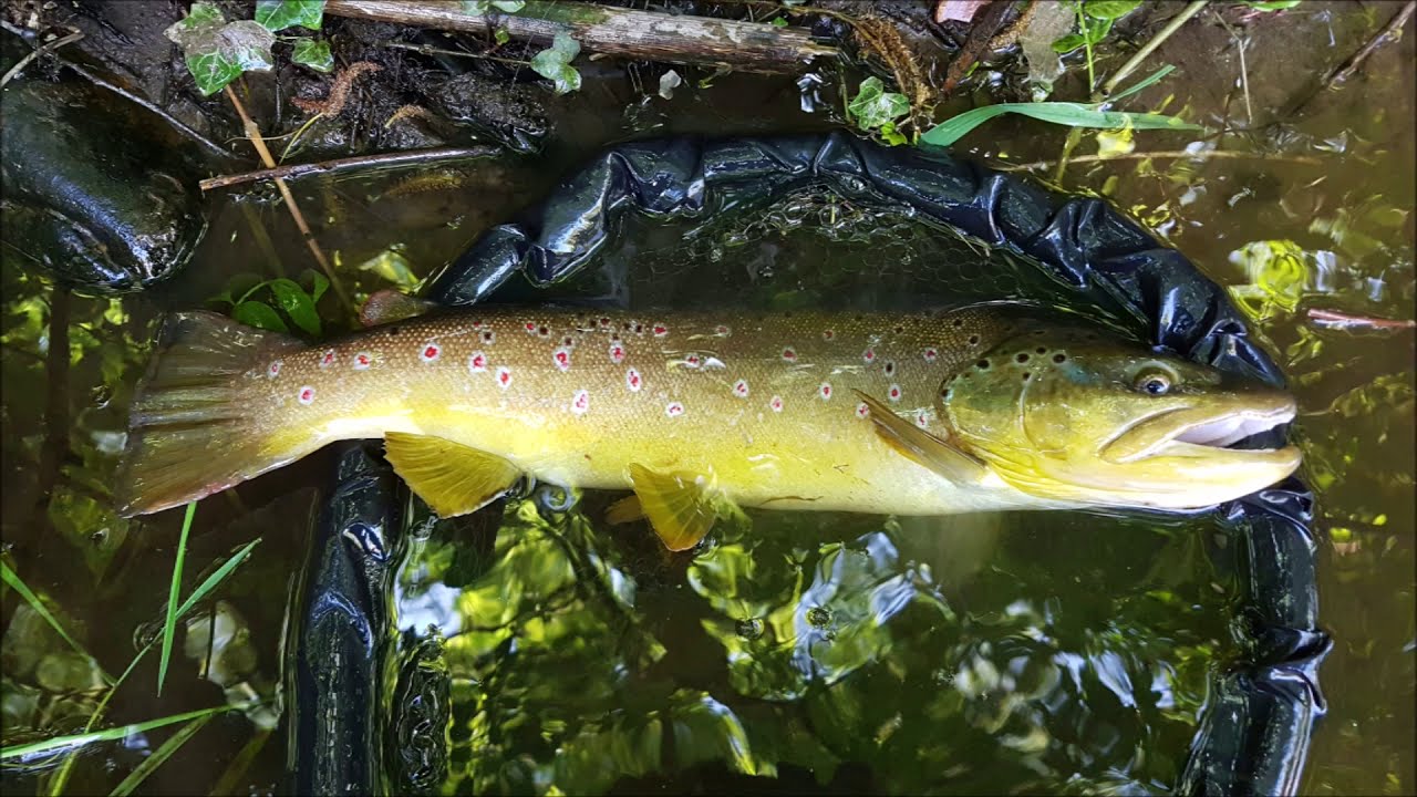Magnifique truite au Toupti shad 3cm en montage weightless
