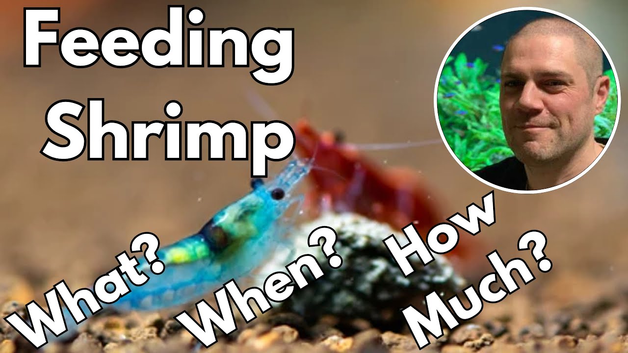 Feeding Cherry Shrimp - Answered! WHAT, WHEN & HOW MUCH???