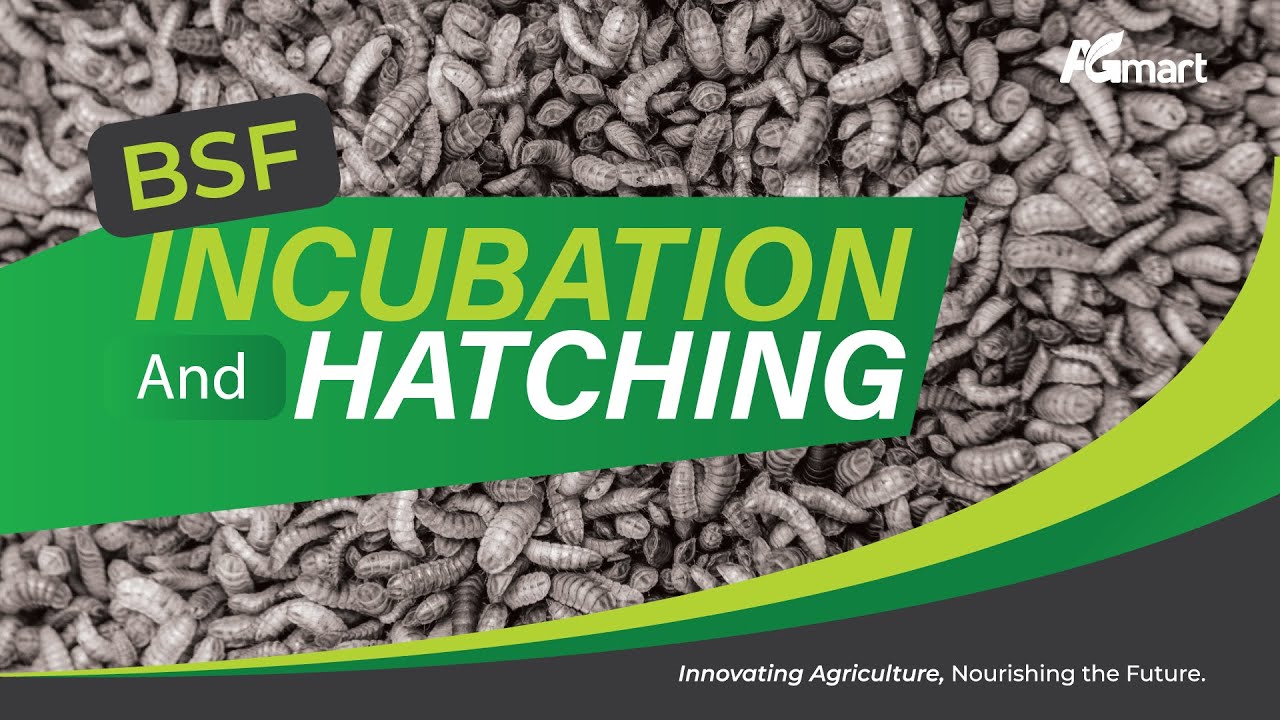 BSF INCUBATION AND HATCHING
