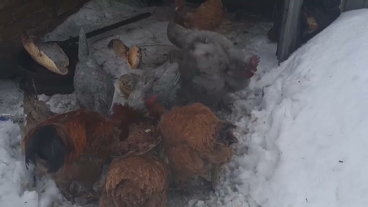 РАСКЛЕВ ЯИЦ, ИЩЕМ ПРИЧИНЫ🤔