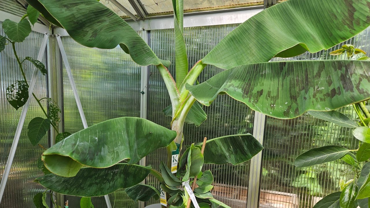 Essbananen bei uns kultivieren. Geht das? Welche Sorten sind am besten? Bananenpflanzen pflegen
