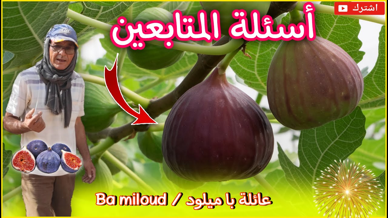 أسئلة وأجوبة / أشجار التين /  ردا على أسئلة المتابعين