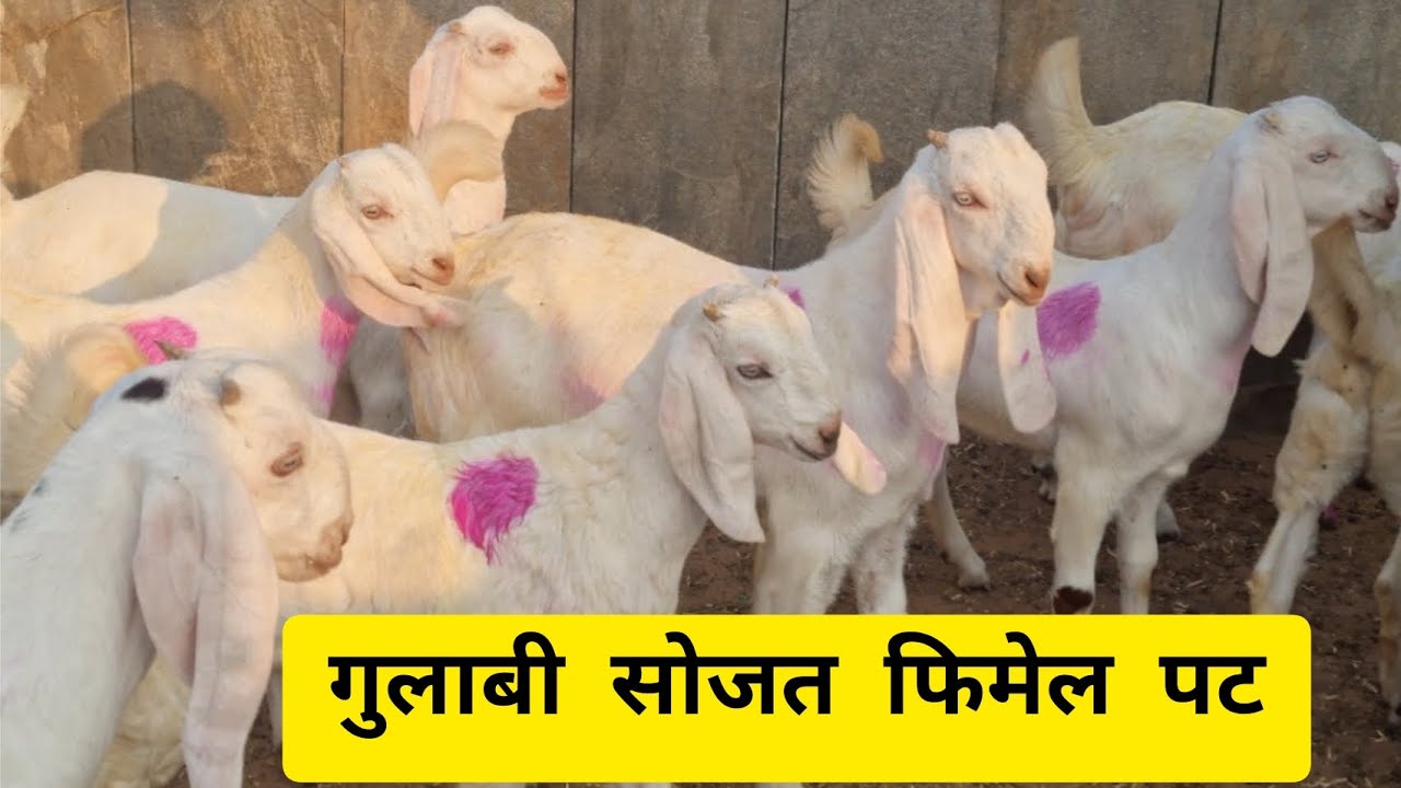 सोजत गुलाबी फिमेल पट |सय्यद गोट फार्म रायपुर |सोजत बकरो का होलसेल फार्म |#sojatgoats #bakripalan 
