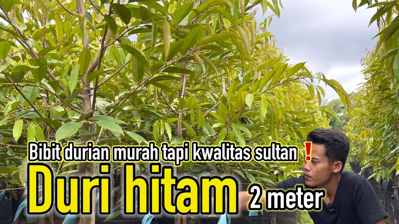 Bibit durian murah tapi kualitas sultan‼️