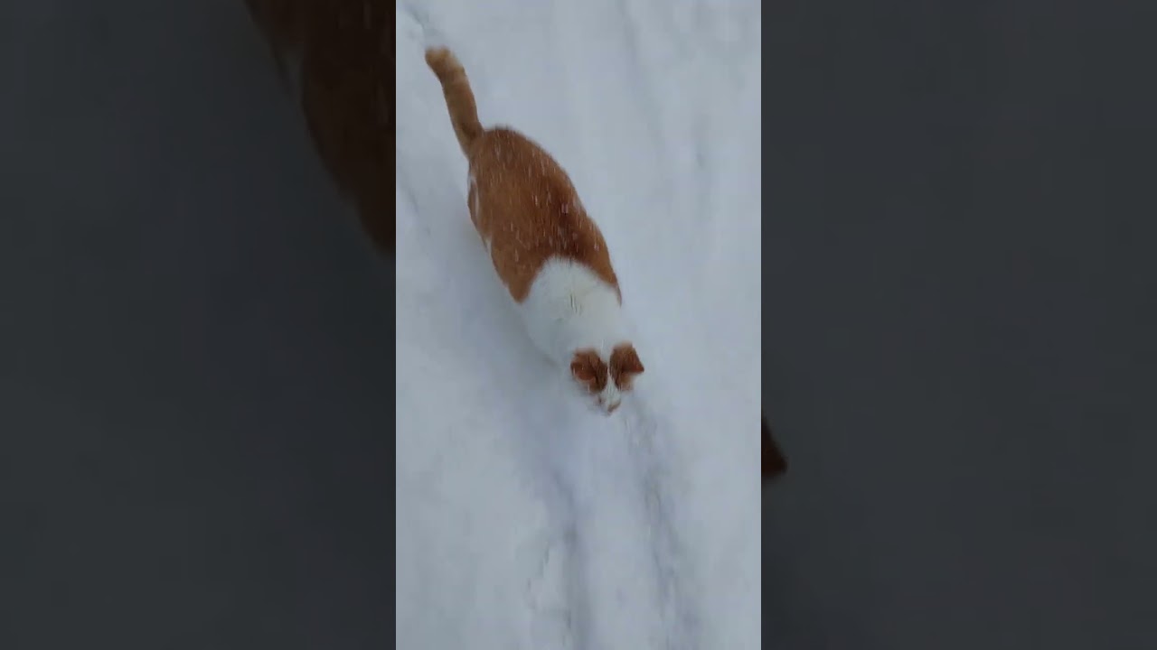 Pilli Kissa Piiparinen ulkoilee 9 2 2026
