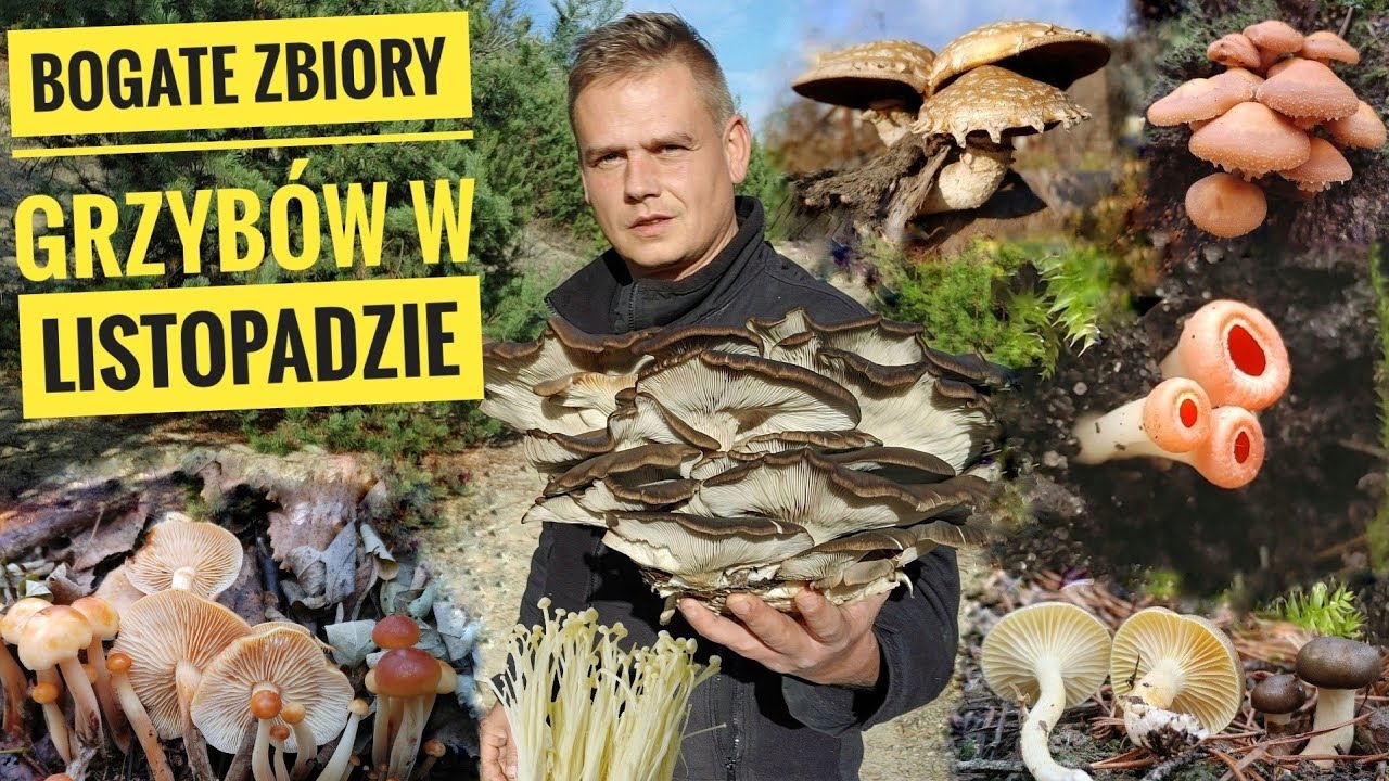 Bogate zbiory grzyb&oacute;w w listopadzie i ciekawostki grzybowe