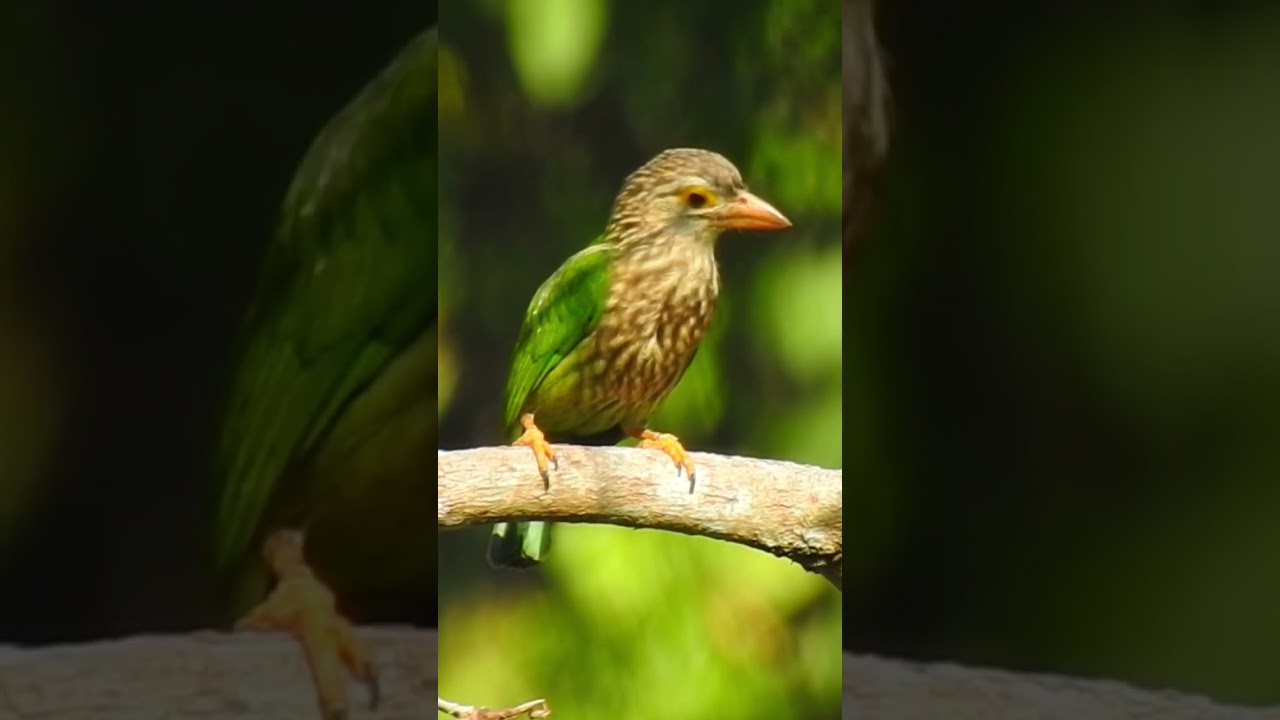 Lineated Barbet #shorts #wildlife #bird #photography #birdwatching #cambodia
