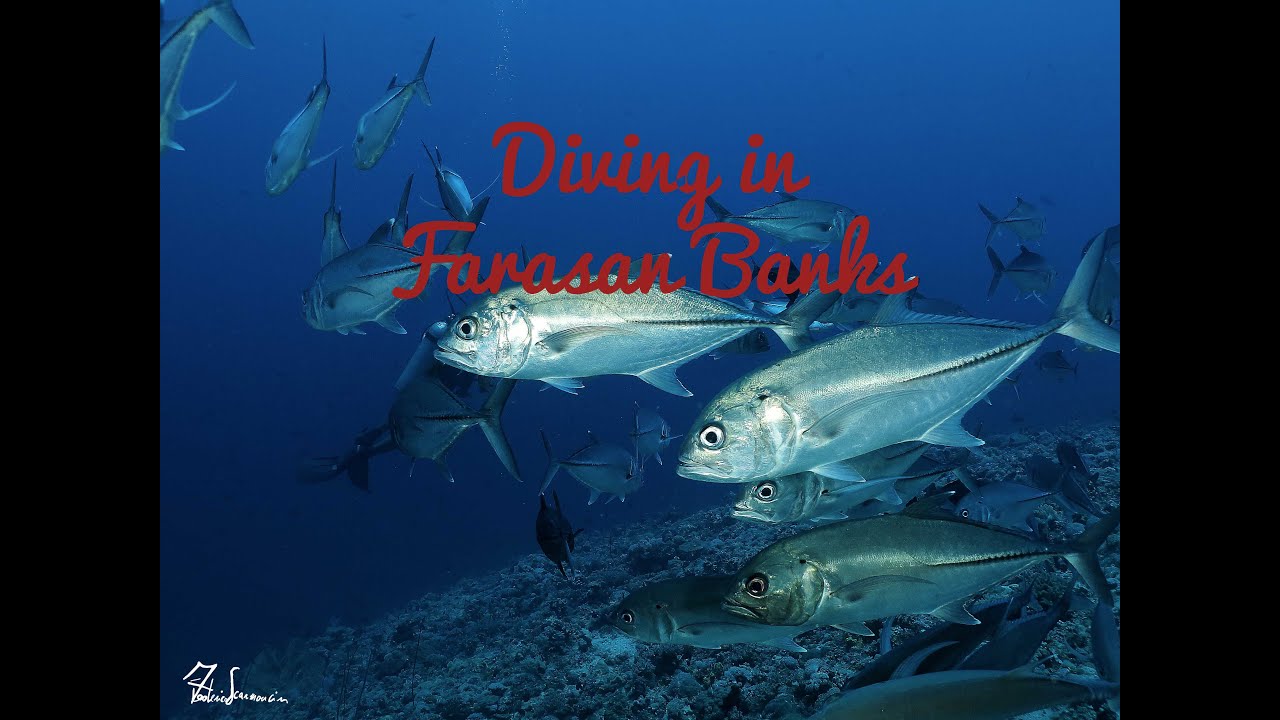 Diving in Farasan Banks