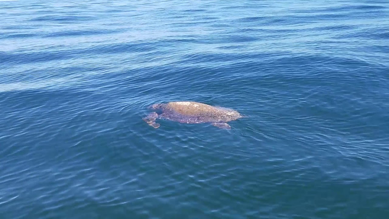 Whaler ICW trip - Savannah to Amelia Island, FL - Day 16