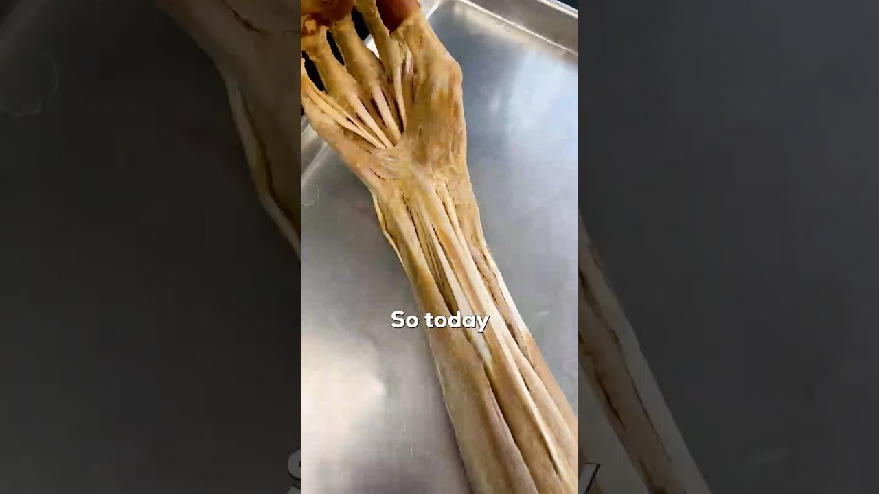 How Rabies Spreads From Bite to Brain