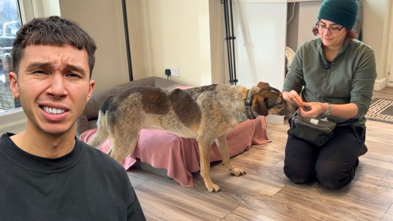 Terrified Rescue’s Only Chance Was a Professional Trainer