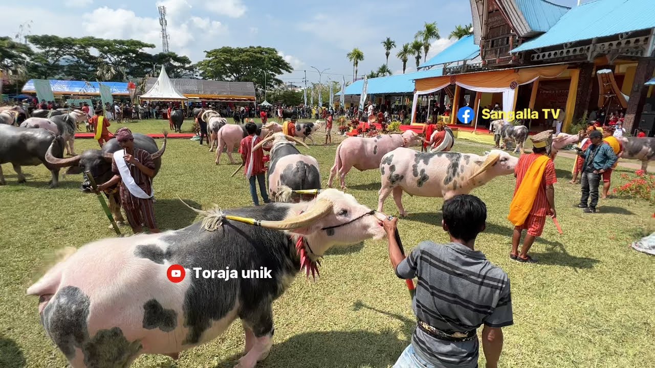 Kontes kerbau Mahal kembali di gelar di Toraja Utara