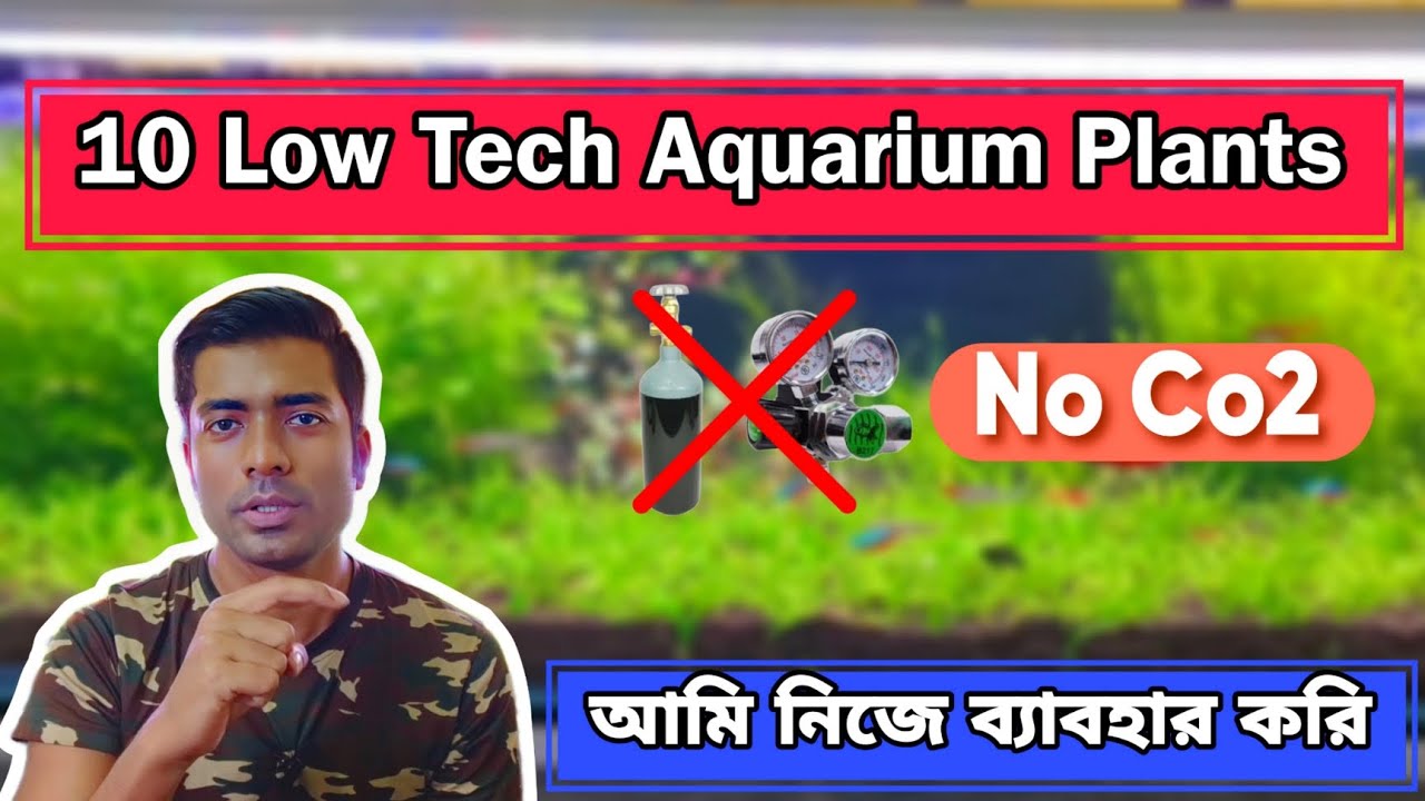 Best Aquarium Plants without co2