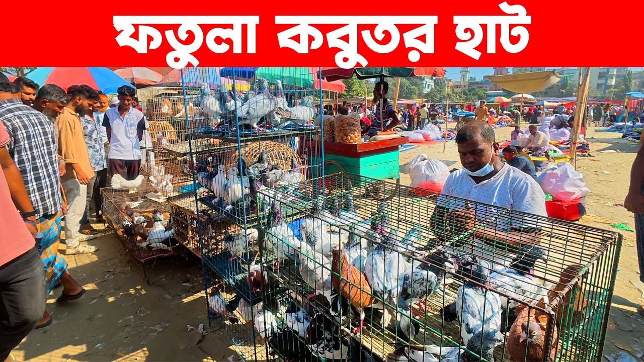 ফতুল্লা কবুতর হাট ১৮-১১-২০২৫ | kobutor hat | today pigeon market in bd | fotulla kobutor hat