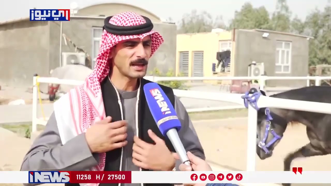 تربية الخيول العربية الاصيلة في النجف الاشرف