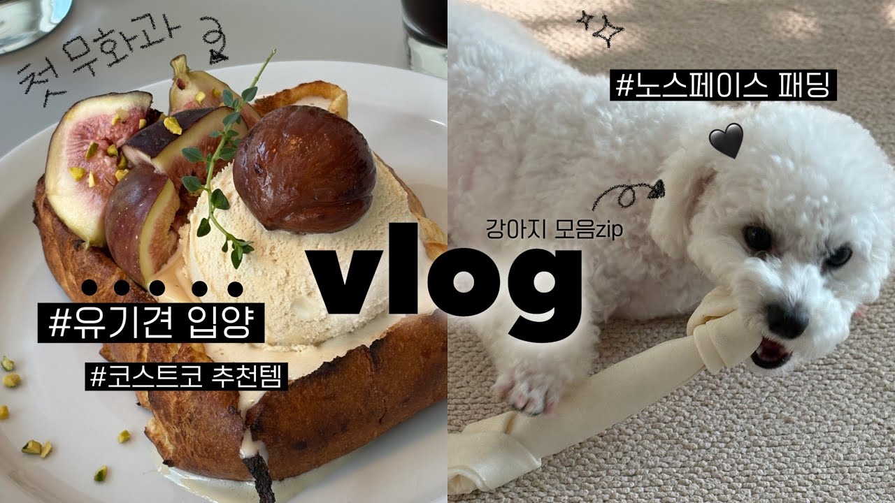 유기견 입양 브이로그 🦴  코스트코 추천템 | 노스페이스 패딩 | 다이나믹듀오 공연 | 망원동 카페 | 임보끝내고 입양하는 일상 모음zip
