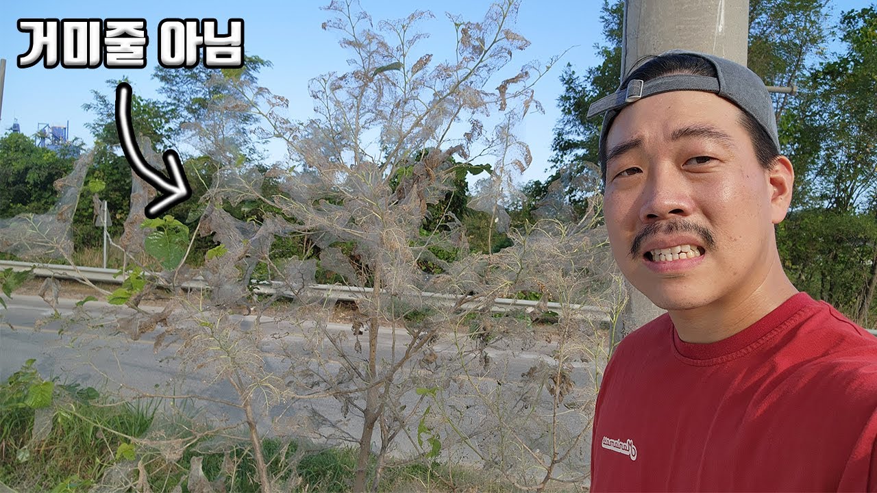 정말 심각합니다..! 엄청난 피해를 주는 해충 때문에 수많은 나무들이 병들고 있습니다..